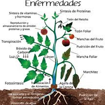 Timeline: FITOPATOLOGIA       Linea de tiempo realizada por Elizabeth Ceballes