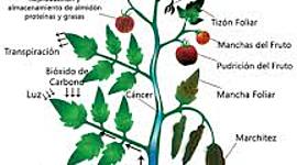 Timeline: FITOPATOLOGIA       Linea de tiempo realizada por Elizabeth Ceballes