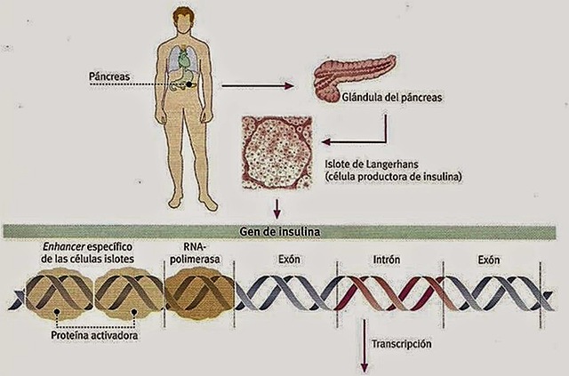 producción de las proteínas u¡humanas en bacterias (insulina y somatostatina