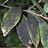 FUMAGINA NEGRILLA, NEGREO ,HOLLIN