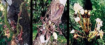 Escoba de bruja Cacao