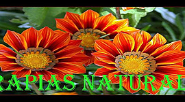 Timeline: TERAPIAS NATURALES -MAICOL JAVIER ORTIZ