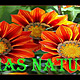 Terapias naturales 1