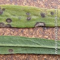 HONGOS FOLIARES (manchas y seca de hojas)