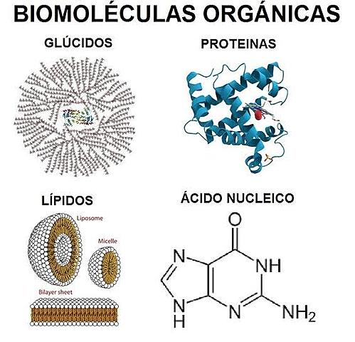 Células orgánicas e inorgánicas