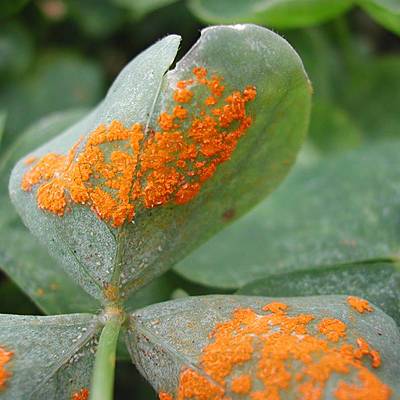 Timeline: HISTORIA DE LA FITOPATOLOGÍA