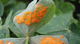 Timeline: HISTORIA DE LA FITOPATOLOGÍA