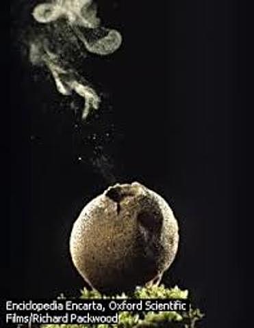 APR 21, 1807  Primeros estudios en esporas de hongos