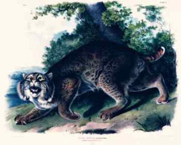 audubon tries to perfect his work