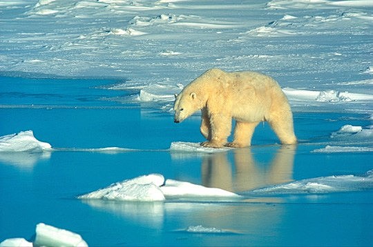 Convención Marco de las Naciones Unidas sobre el Cambio Climático (CMNUCC)