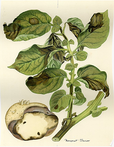 Tizón Tardío de la papa