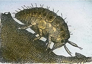 Mildiu velloso de la vid y la filoxera