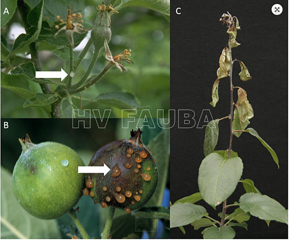 Tizón de fuego de las rosáceas