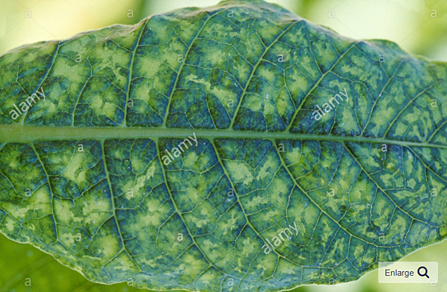 Virus del mosaico del tabaco