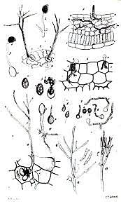 1863 ANTON DE BARY AND LOUIS PASTEUR