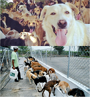 Tener mi propio albergue de perritos