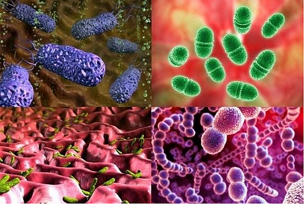 Bacterias como agentes patogenos