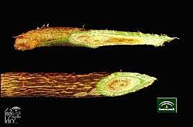 Verticilosis del olivo,