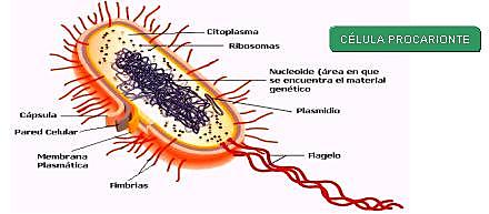 Evolucionan las primeras bacterias (microbios)