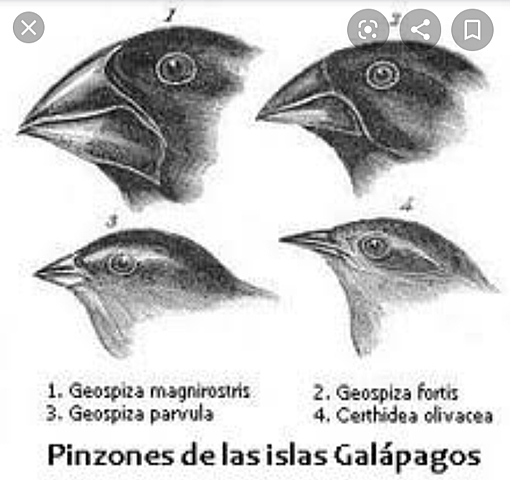 Teoria de la seleccion natural