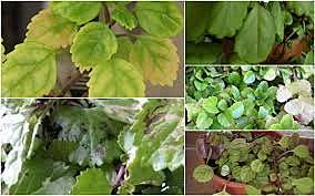 1885 Primer control de las enfermedades de las plantas