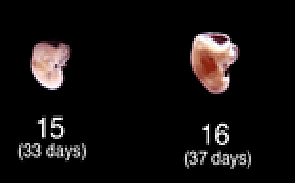 Semana 5: del 35 al 38