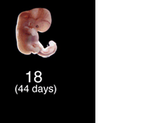 Semana 7: del 44 al 48