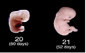 Semana 8: del 51 al 53