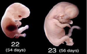 Semana 8: del 54 al 56