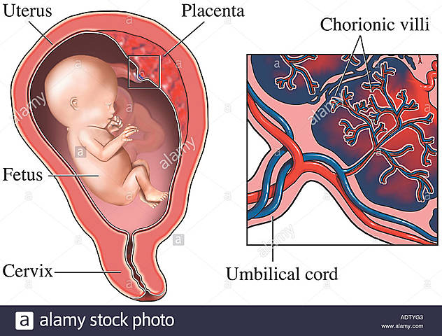 Desarrollo de las Vellosidades Coriónicas y la Placenta