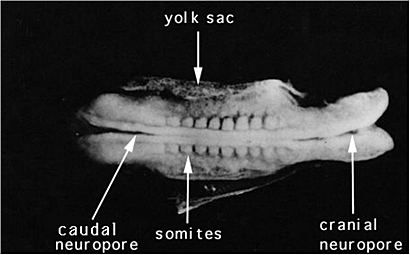 Semana 4: del 22 a dia 23