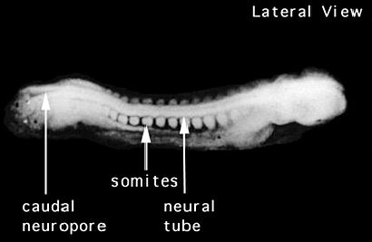 Semana 4: dia 23 al 26
