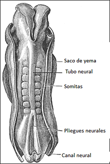 DESARROLLO DE SOMITAS