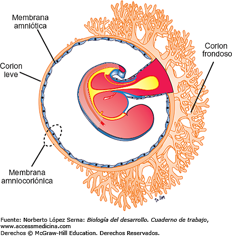 DESARROLLO DE LAS VELLOSIDADES CORIÓNICAS Y LA PLACENTA