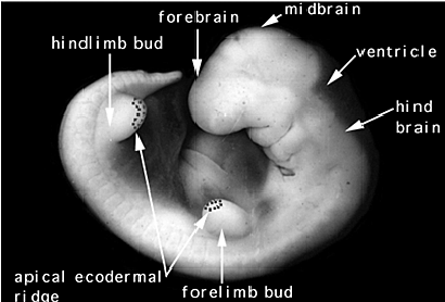 Semana 5: del 31 al 35