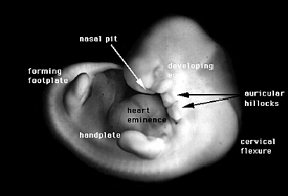 Semana 6: del dia 37 al 42