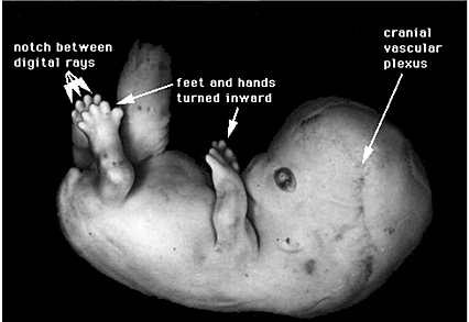 Semana 8: del dia 53 al 54