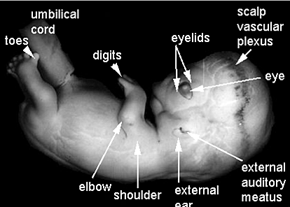 Semana 8: del día 56 al 60