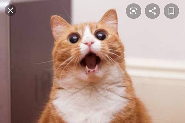 La exprecion de las emociones en el hombre y los animales