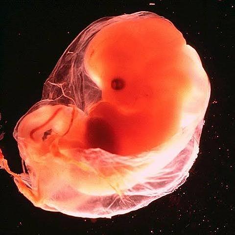 36-42 DÍAS SEXTA SEMANA