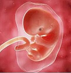 43-50 DÍAS – SÉPTIMA SEMANA