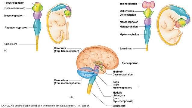 CUARTA Y QUINTA SEMANA