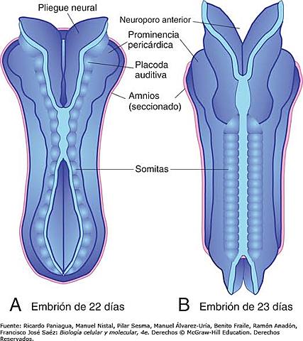 DESARROLLO DE SOMITAS