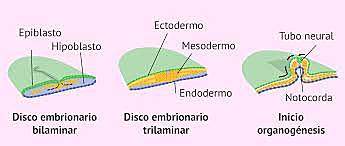 Disco embrionario biaminar