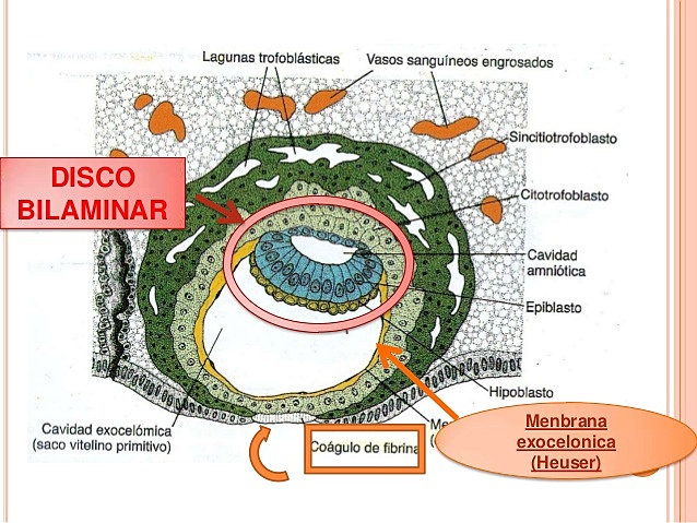 Desarrollo del disco embrionario bilaminar