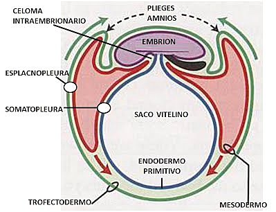Desarrollo del Celoma Extraembrionario