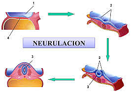 Nerulacion