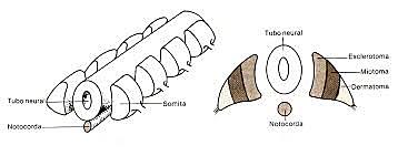 Desarrollo de somitas