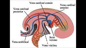 Desarrollo del aparato circulatorio