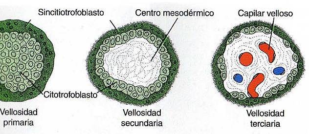 Desarrollo de vellosidades